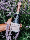 Ігристе вино Камелі / Camely, Tenuta Montecchiesi, рожеве брют 0.75л Photo 2 Ігристе вино Камелі / Camely, Tenuta Montecchiesi, рожеве брют 0.75л Photo 2