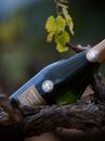 Ігристе вино Кава Екстра Брют Гран Резерва, Боїгас / Cava Extra Brut Gran Reserva, Bohigas, біле екстра брют 0.75л Photo 2