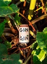 Напій слабоалкогольний Кюрьо, Пінк Джин & Тонік / Kyrö, Pink Gin & Tonic, з/б, 5.5%, 0.33л Photo 2